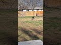 18-19 weeks old, GSP pups; solid colors, 2 males, 2 females! Also our 4 yo dam, Bailey is 4 sail.