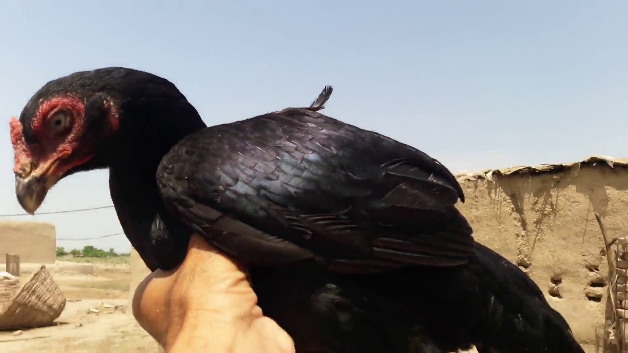 Two Mother Hens Want To Raise The Same Chicks 