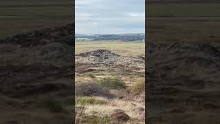 Gundog Training Long Memory Retrieve