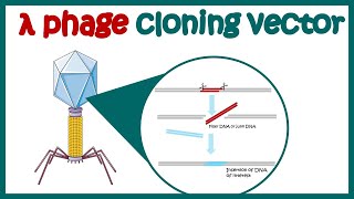 Lambda phage vector |  (lambda cloning vector) | What are the advantages of lambda phage vector?