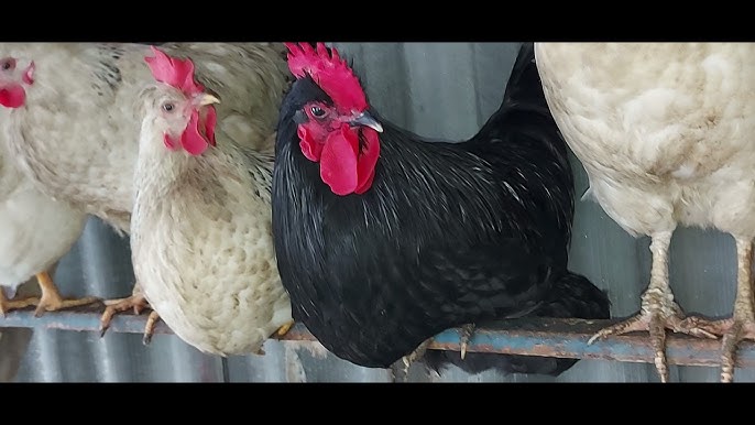 Ретро YouTube порно бейнелері Теңіз жағасындағы гей порно