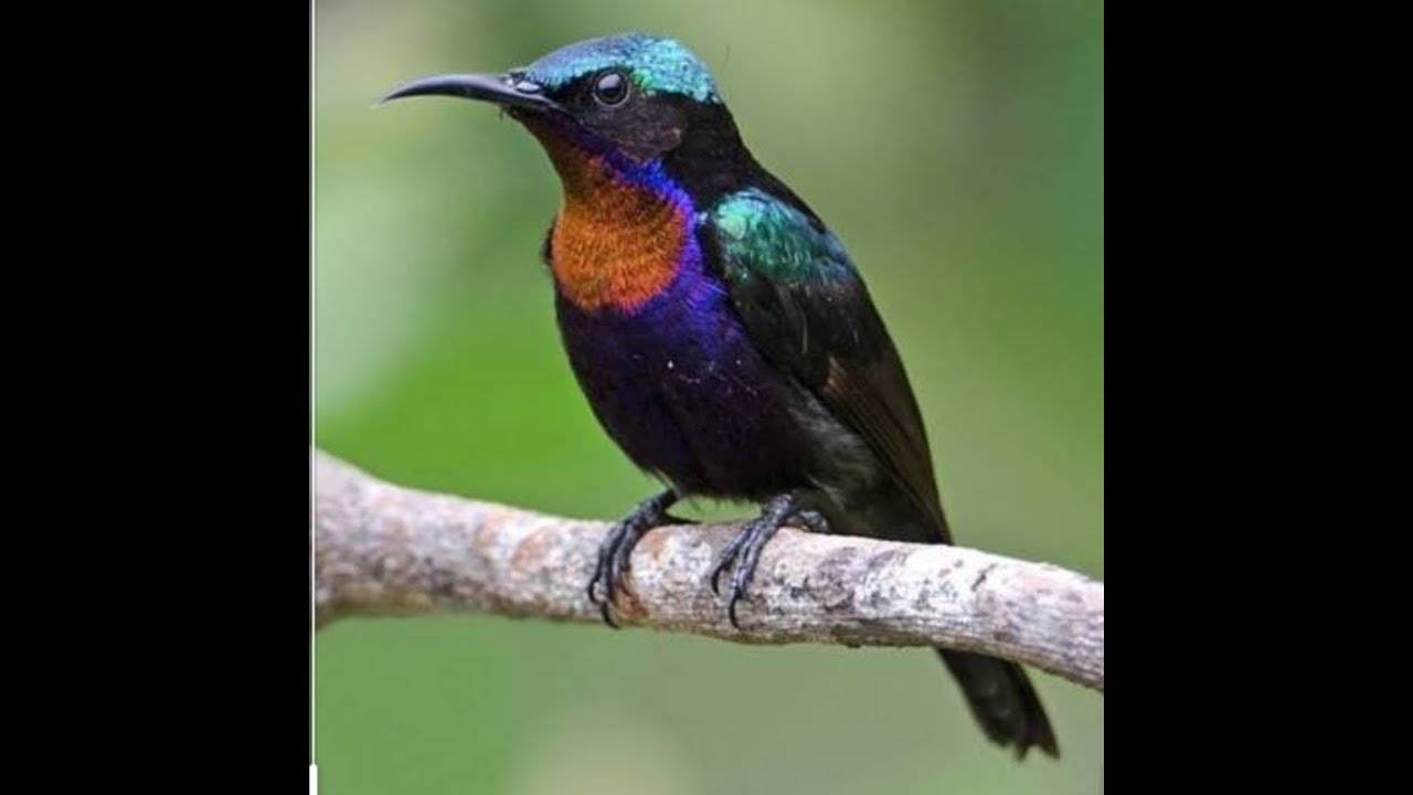 Burung Kolibri Ninja Gacor 