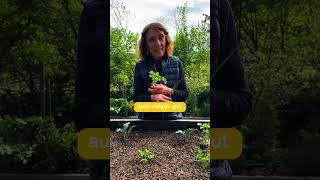 Lauch & Sellerie – diese Kombi bringt dir eine mega Ernte! 🌱