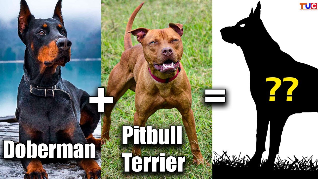 WHAT HAPPENS if DOBERMAN is Cross-bred With PITBULL TERRIER ...