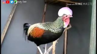 Download Lagu Suara Ayam Hutan Hijau. Green jungle fowl. Gallus Varius MP3