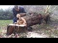 Kácení Stromu Rozřezání Kmene
