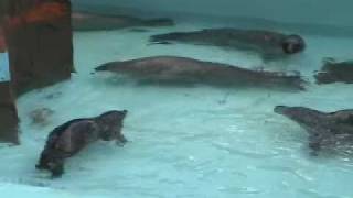 ゴマフアザラシとゼニガタアザラシ