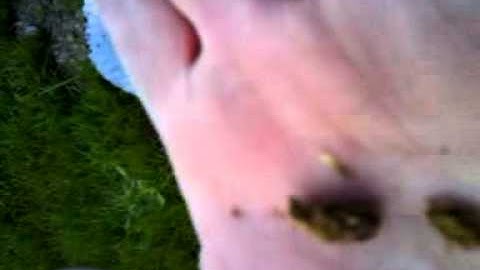 The Gopher Getters, Pocket Gophers and Parasites