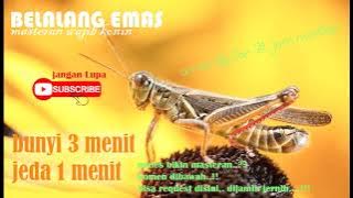 BELALANG EMAS masteran wajib konin...!! JEDA 1 menit.....!!!