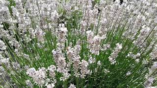 Pink Lavender - Miss Katherine