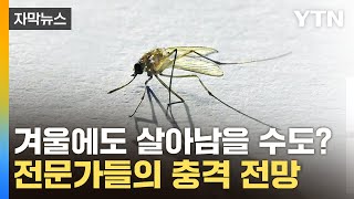 [자막뉴스] 모기, 겨울에도 살아남을 수도? 전문가들의 충격 전망 / YTN