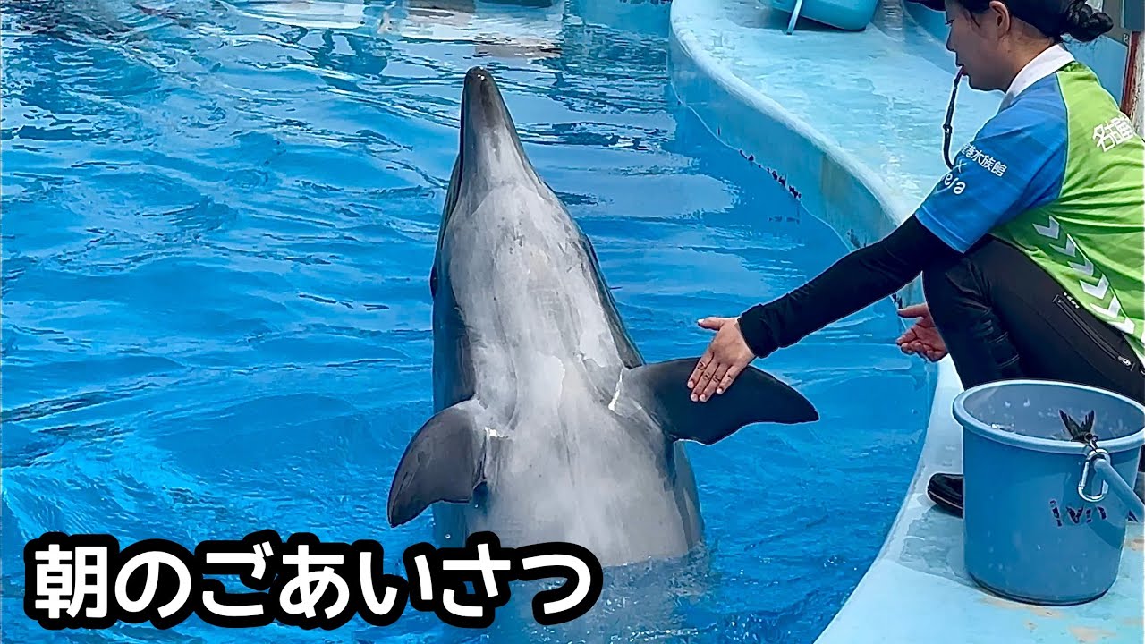 親子 幸せを呼ぶイルカ 最愛なるドルフィン イルカの親子 ウィニーママとラッキーくん トレーナーさんに朝のご