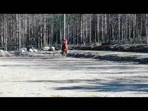Juguli kentällä ratsastajan kanssa