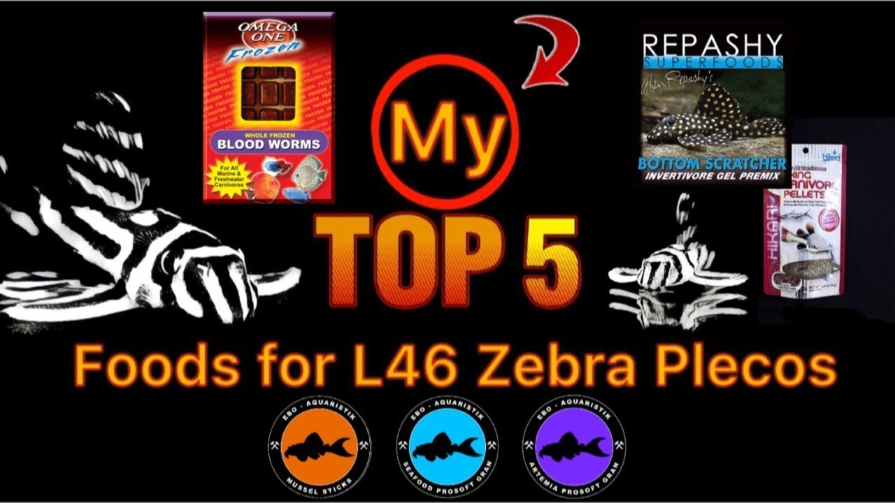 brine shrimp hatchery My Top 5 Zebra Pleco Foods