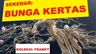 #57 MENGENAL KARAKTER BOUGENFILLE. SI BUNGA KERTAS MIKRO UNGU. KOLEKSI FRANGKY
