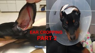 Doberman Ear Cropping Part 2