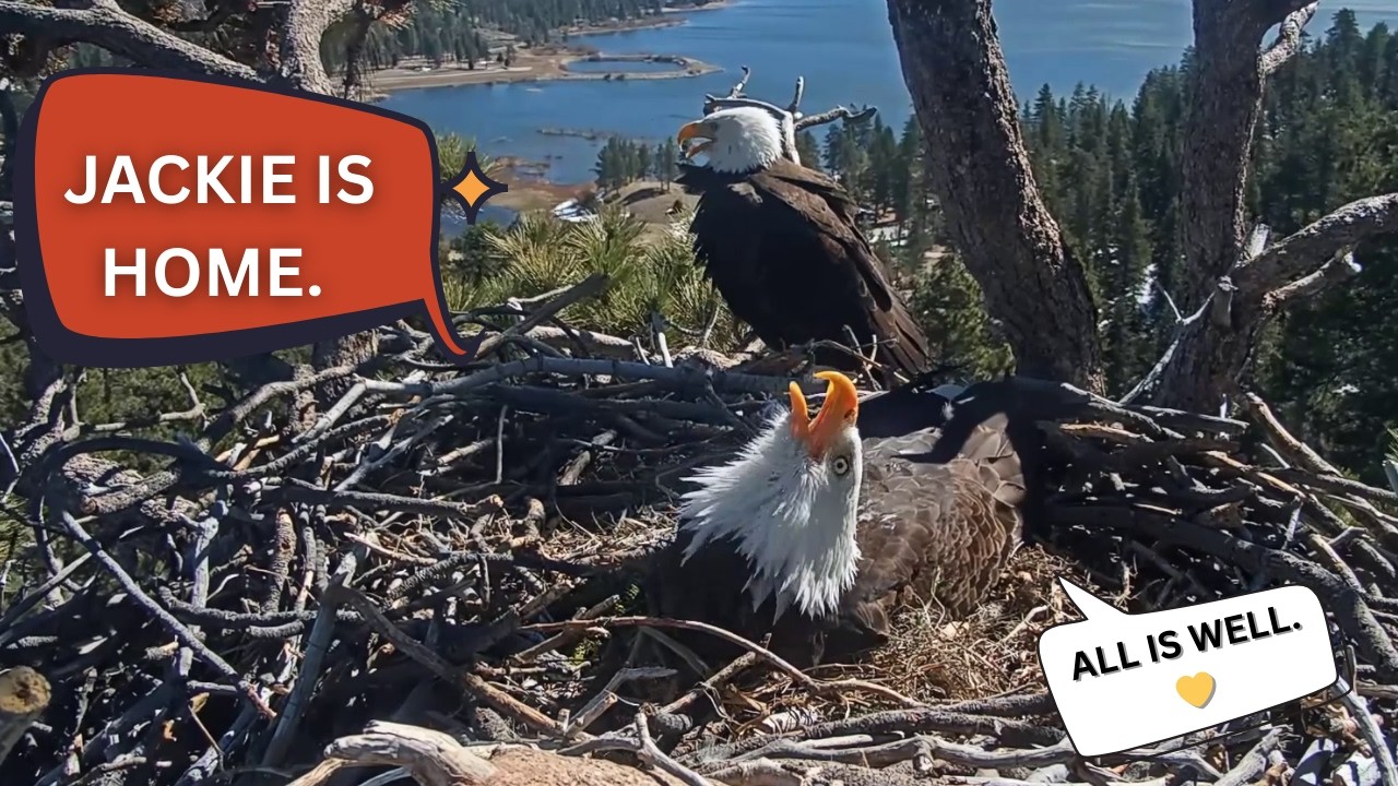 Home Is Where the Nest Is — Jackie Returns to Shadow & the Egg  FOBBV 2026