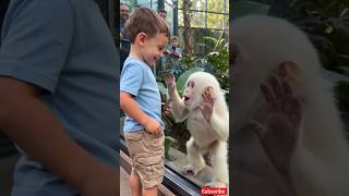 Toddler's Pocket Completely Fooled This Baby Gorilla!😀#gorillafunnyvideo #gorillafunnymoment