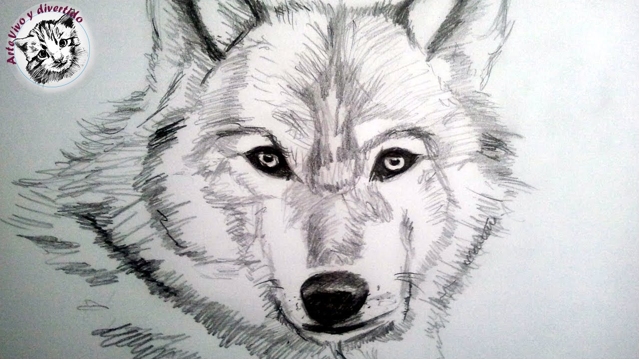 Como Dibujar Un Lobo A Lapiz Paso A Paso Como Dibujar Animales Con