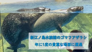 アザラシ 珍しいアザラシの交尾に遭遇～新江ノ島水族館～ - ひれあし図鑑