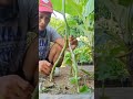 Amazing brinjal grafting brinjal grafting ytshort shorts