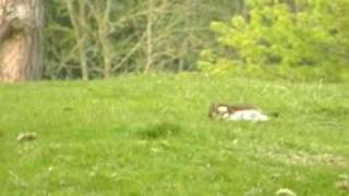 Stoat hunts rabbit.wmv