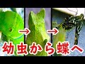 アゲハチョウの幼虫が蝶になるまで（12日間） / The growth record of swallowtail butterfly  / личинки Махаон