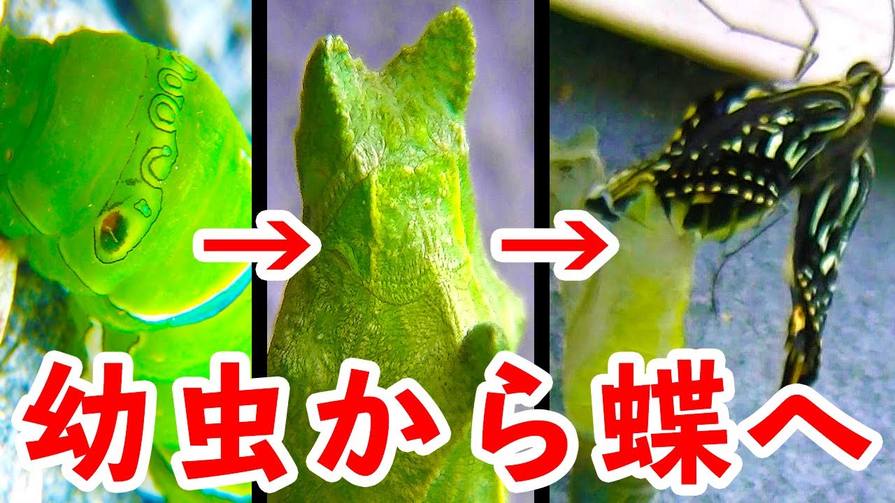 アゲハチョウの幼虫が蝶になるまで 12日間 The Growth Record Of Swallowtail Butterfly Lichinki Mahaon Youtube