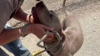 Meet Stanley a Terrier, Pit Bull currently available for adoption! 4/25/2024 12:18:47 PM by petangopets 9 views 3 days ago 4 seconds