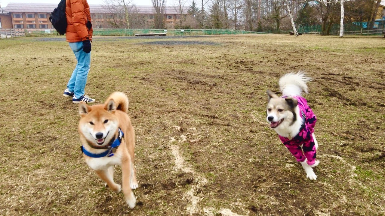 犬友旅行＠ドッグリゾートWoof 2022年3月【4K60f】