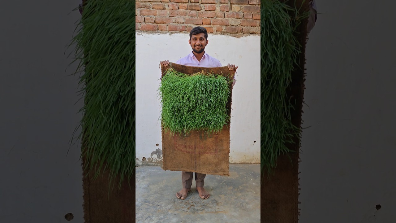 જમીન વગર ઘઉંની ખેતી! Wheat cultivation without soil ! Farmer 