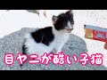【子猫】子猫の顔が酷かったので保護しました まとめ1 I protected the kitten's face because it was bad Summary 1