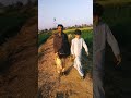 پنڈاں والے صاحب لوگ Moasm