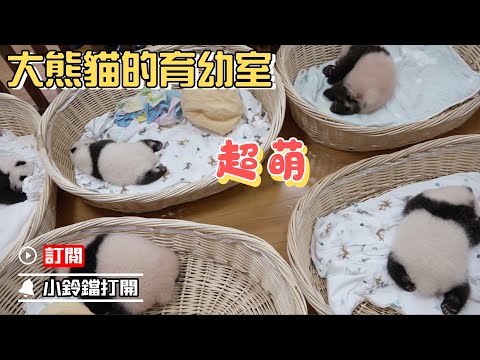 《熊貓早晚安》全世界最萌的嬰兒房是什麼樣子的？ | iPanda熊貓頻道