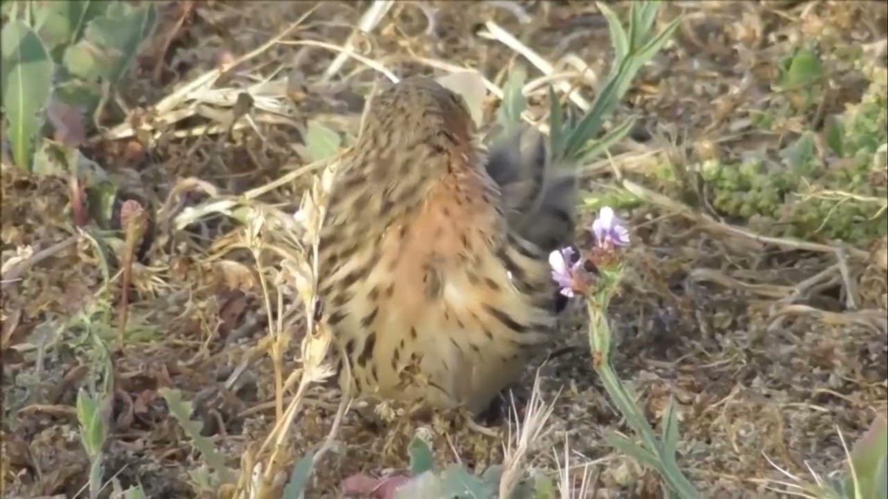 Краснозобый конек Anthus cervinus Red throated Pipit