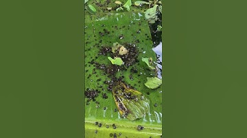 Tới Nơi Giao Ốc Bươu Đen Giống Cho khách Nuôi Trong Chuồng Heo Cũ Ở Phú Mỹ Vũng Tàu