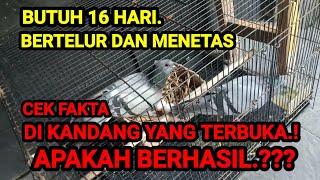 Proses Bertelur Burung Merpat Sdanai Menetas