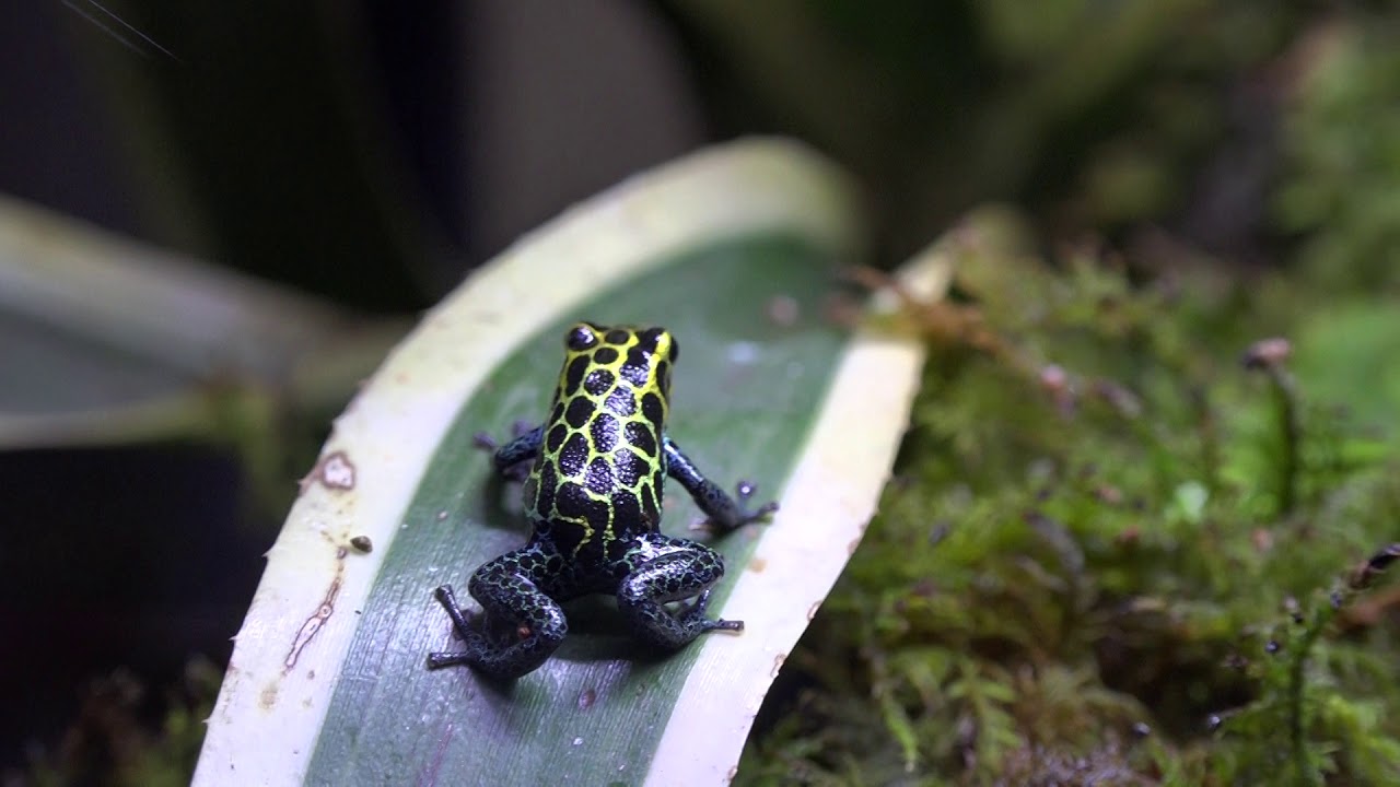 マネシヤドクガエル（タラボト） Dendroates imitator 日本最大級の