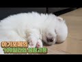 [SUB] 강아지의 100일간의 성장과정