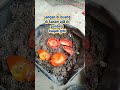 tanam tomat dari sisa dapur