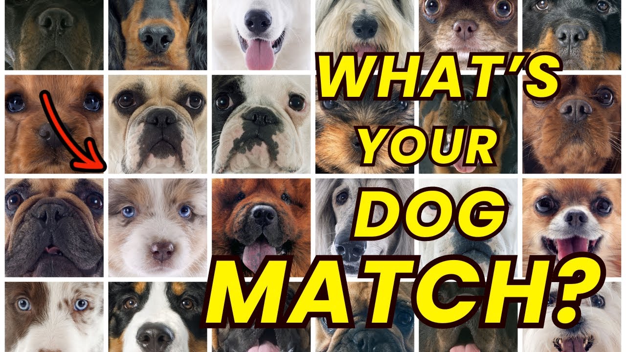 What Dog Breed Matches Your Birth Month?