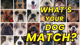 What Dog Breed Matches Your Birth Month?
