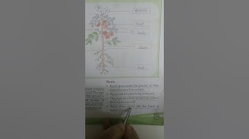 Class-3, Subject-Science, Video-1, Chapter-5, Part-1 by Mrs Varsha