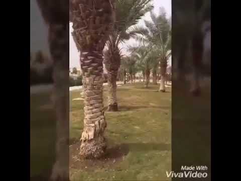 قصيدة لا تسألي