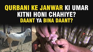 Qurbani Ke Janwar Ki Umar (Age) Kitni Honi Chahiye ? Danta Ya Baghair Danta ? Must Watch Video