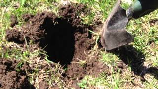 Mole trapping made easy 2013