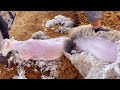 拿推子给绵羊剃毛 师傅这手艺不赖 看着好解压 刚哥的生活日记 拿推子给绵羊剃毛 师傅这手艺不赖 看着好解压 刚哥的生活日记