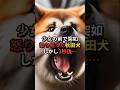 少女の前で怒り狂った秋田犬、しかし3秒後衝撃の結果に…#日本 #海外の反応 #秋田犬