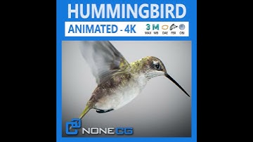 3dmodel animated hummingbird at 3dexport.com