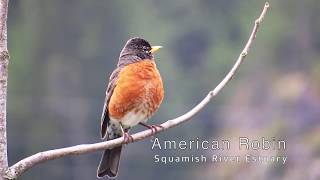 Just an American Robin singing its happy song